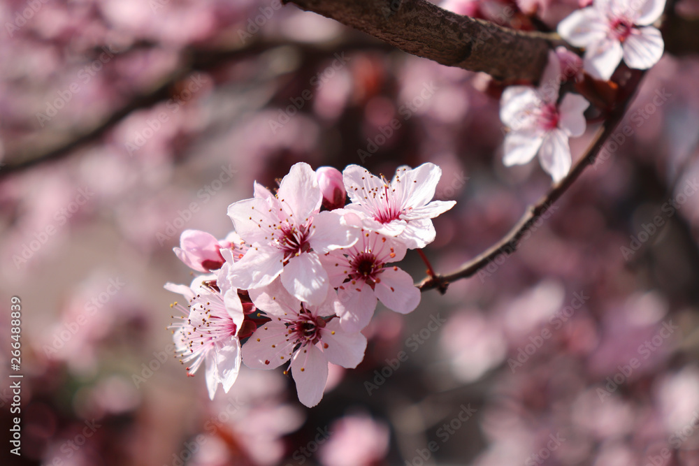 Blooming beautiful pink spring flowers Prunus cerasifrera,Black Cherry Plum on blue sky background. 
