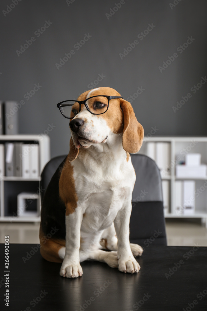 戴着眼镜的可爱有趣的狗坐在办公室的桌子上