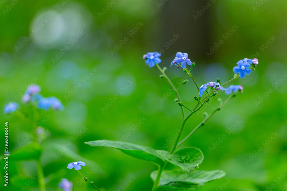 明亮的蓝色花朵束年轻的勿忘我在绿色散焦背景上