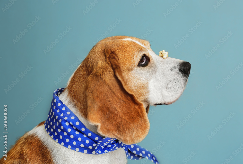 Cute funny dog with popcorn on nose against grey background