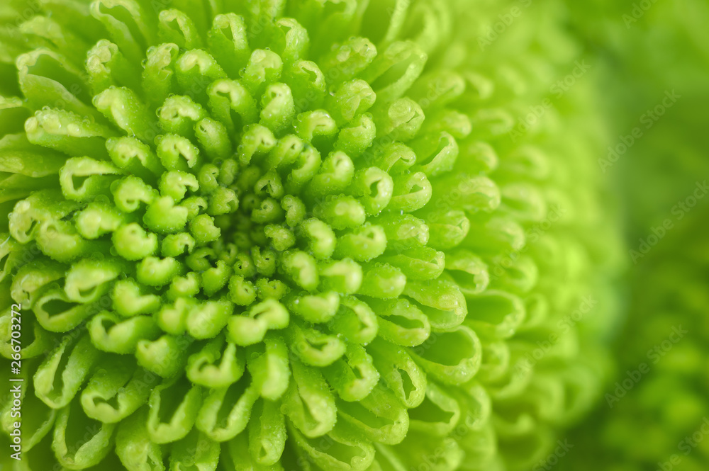 绿色菊花与水滴特写。为您的设计提供新鲜多彩的图像。宏观图像