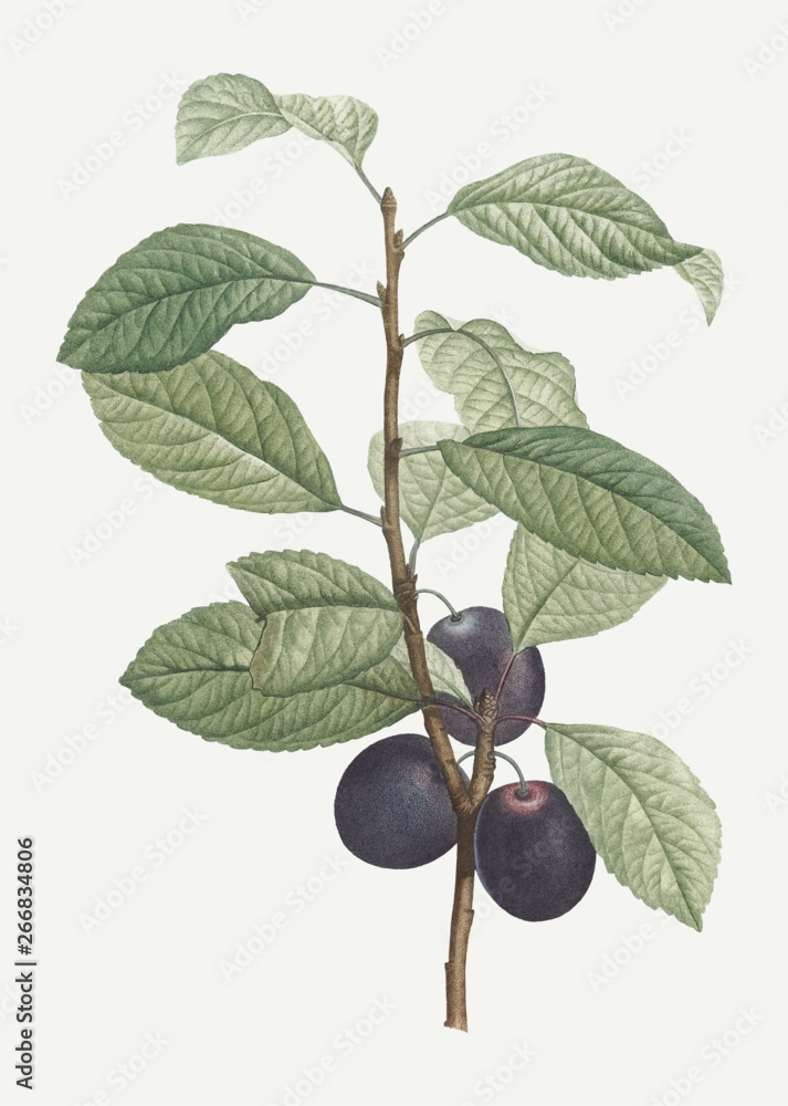 Plums on a branch