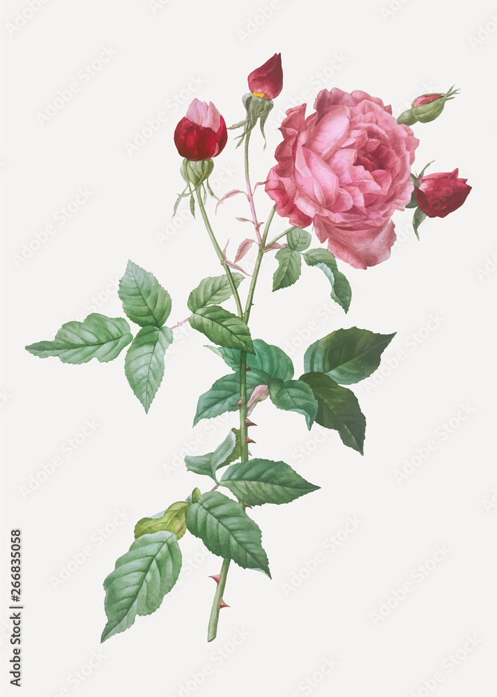 绽放的粉色卷心菜玫瑰