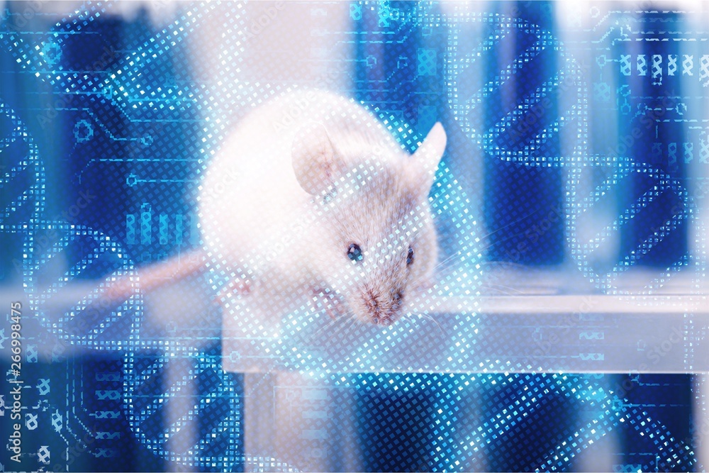 蓝色背景下分离的白色实验室大鼠