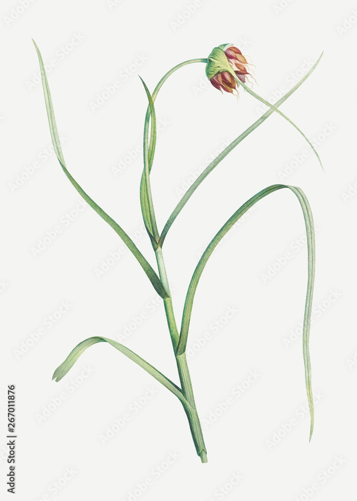 Garlic flower in bloom
