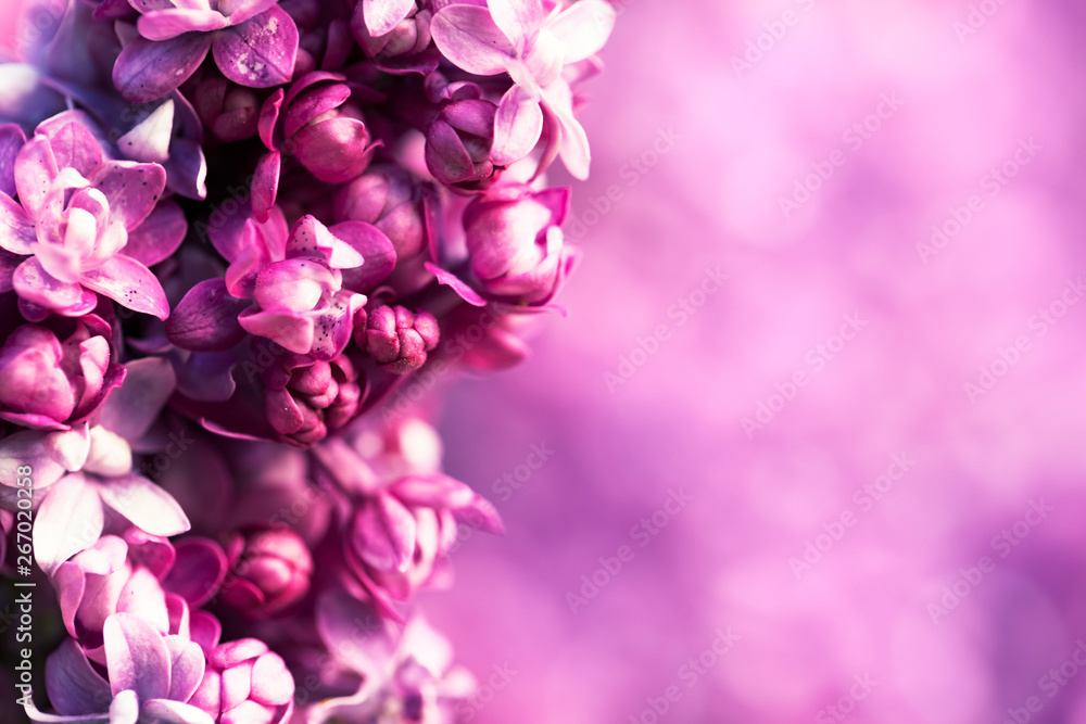 Lilac flowers background, spring blossom