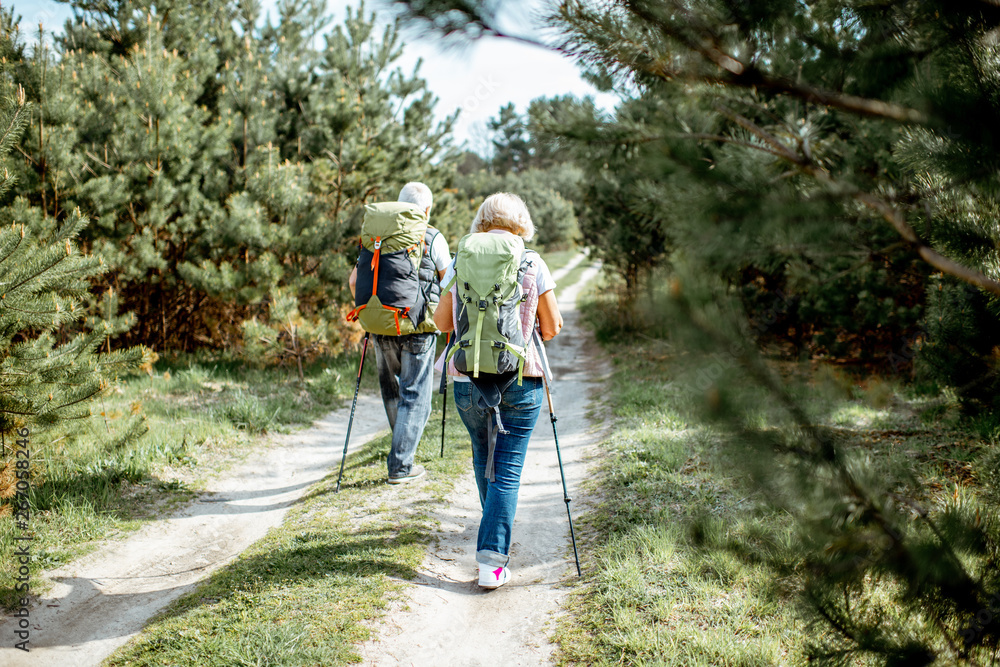 一对老年夫妇背着背包在年轻的松林里徒步旅行，后视