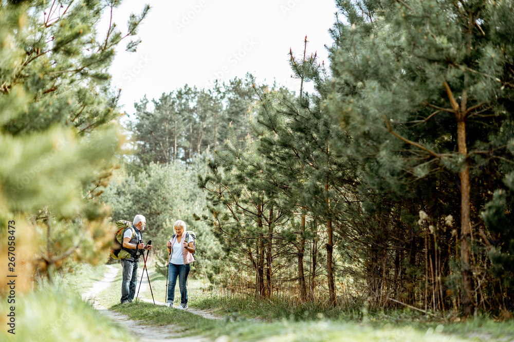 快乐的老年夫妇在年轻的松林里用徒步旅行棒和背包徒步旅行。视野开阔