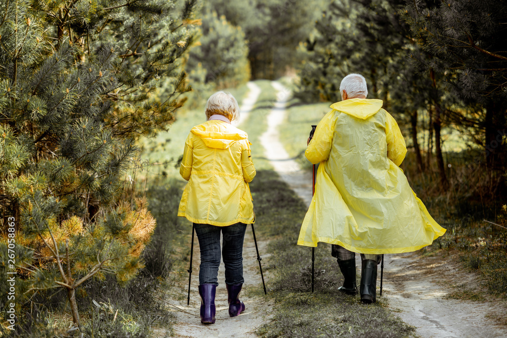 Senior couple in yellow raincoats walking in the young pine forest, back view