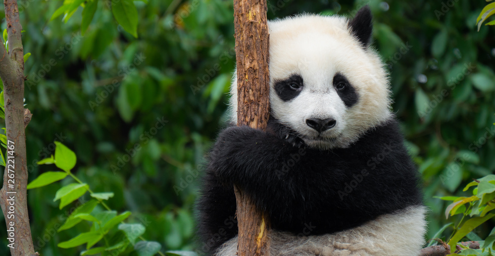 大熊猫幼崽坐在中国树上特写