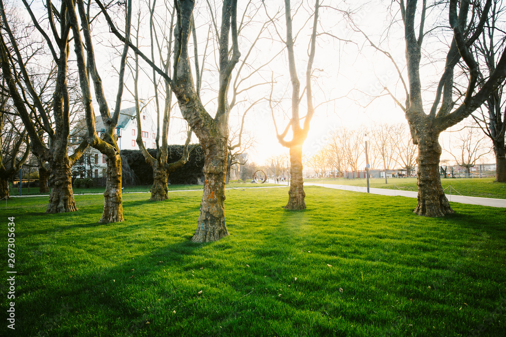 Old trees with lush green grass in city park at sunset