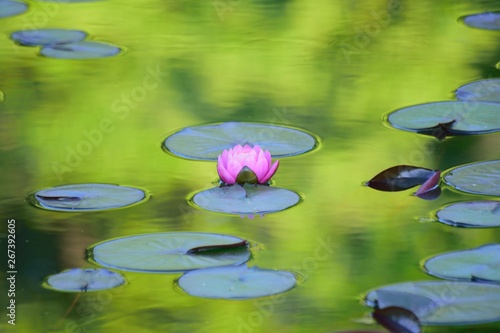 日本粉红莲花在池塘的宏观细节与反射