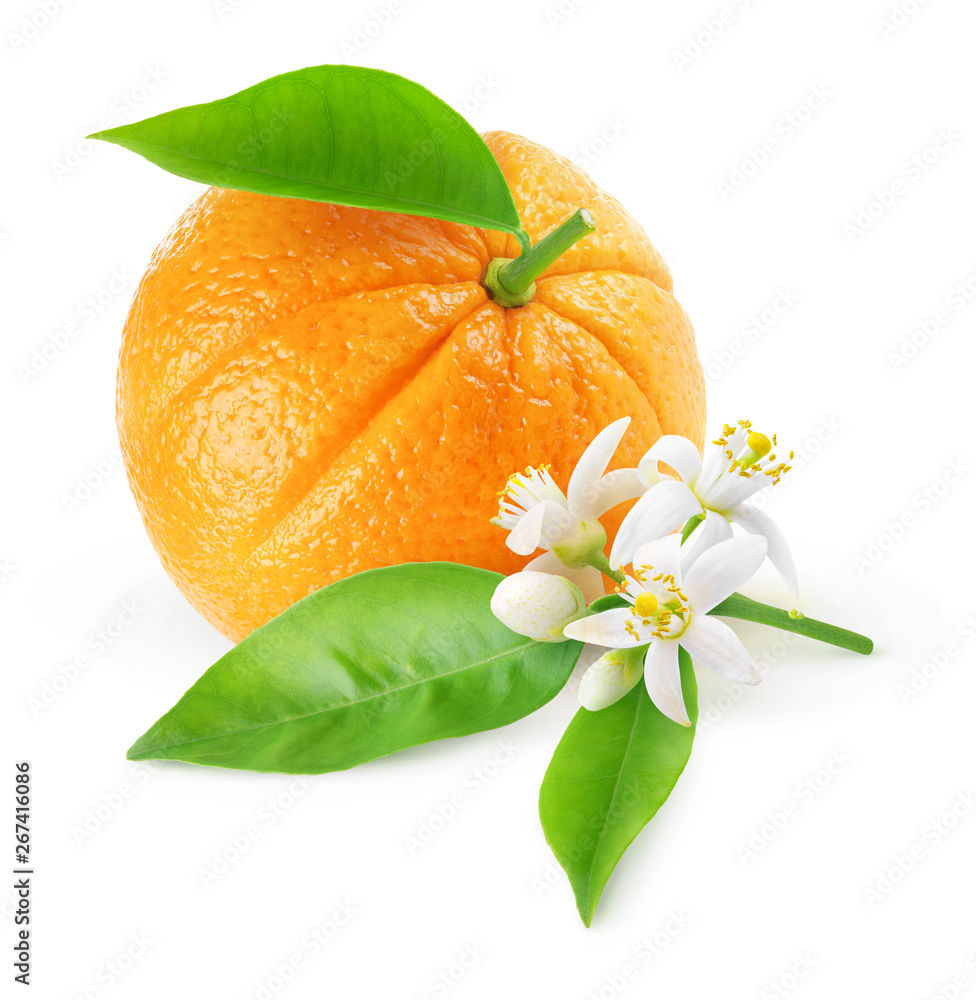 Isolated orange fruit and flowers. One fruit and branch with orange tree blossoms isolated on white 