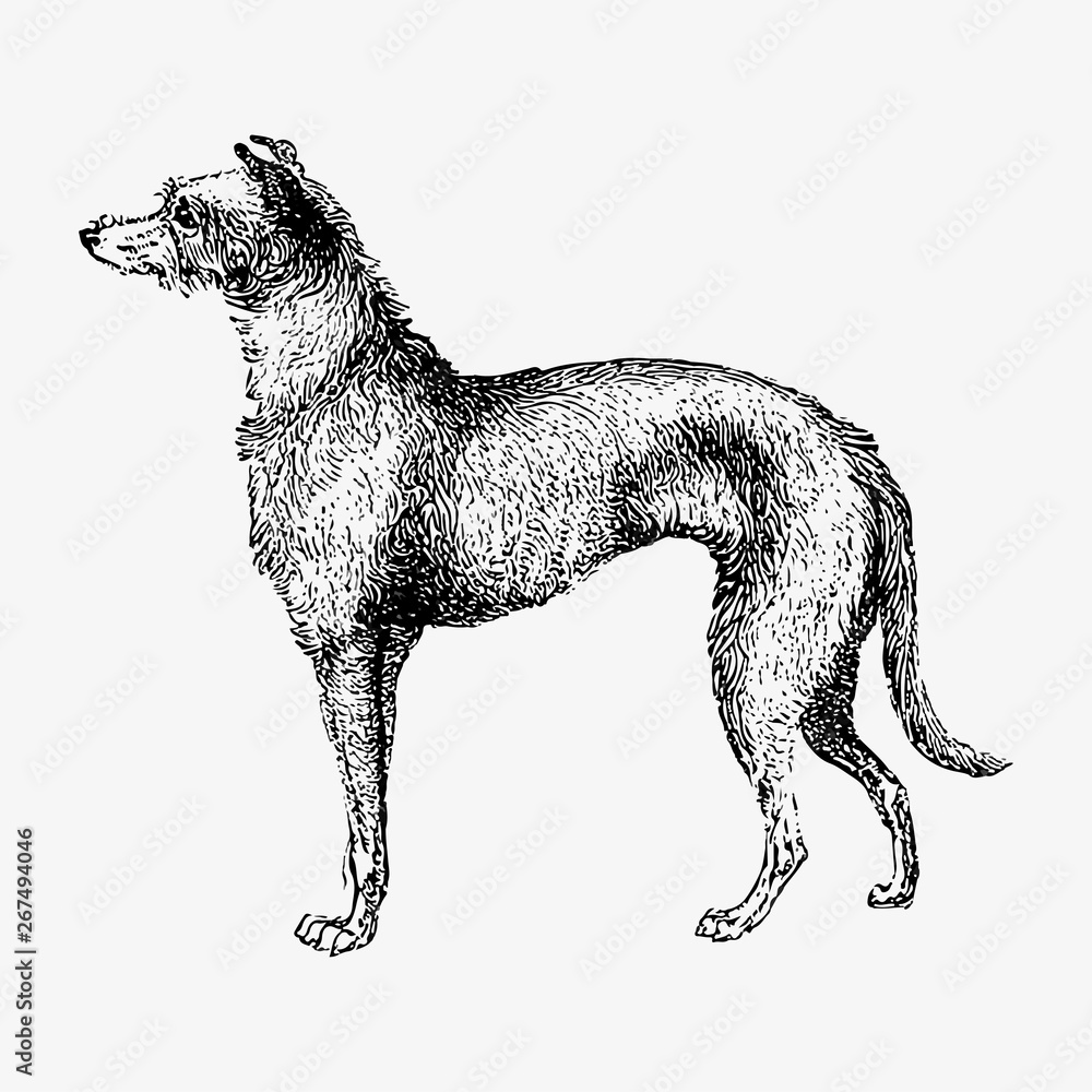 Scottish Deerhound shade drawing