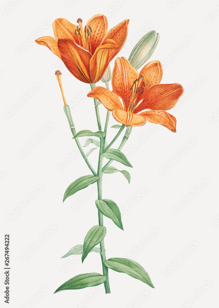 Orange bulbous lily