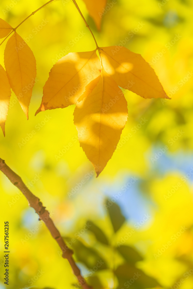 秋天的黄叶