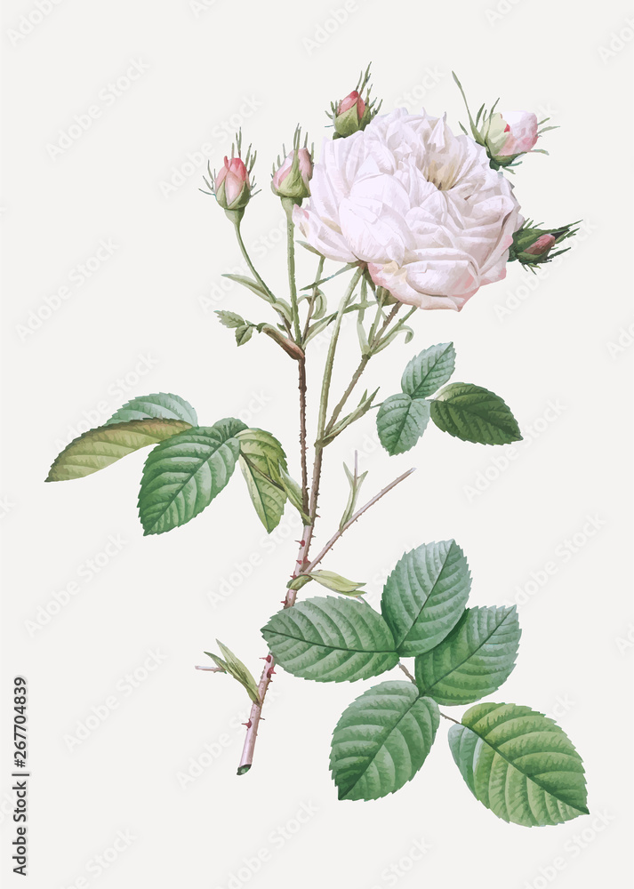 White provence rose