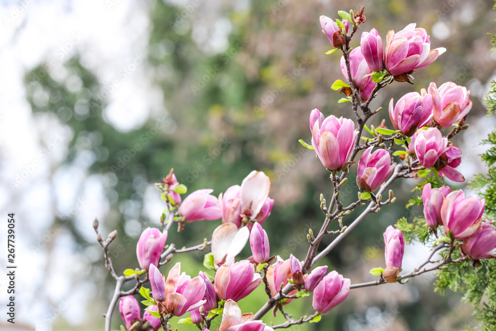 Beautiful blossoming magnolia tree outdoors