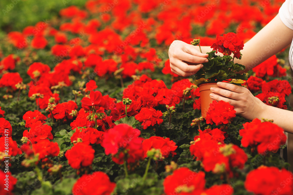 女人的手在花园里捧着美丽的红色天竺葵花