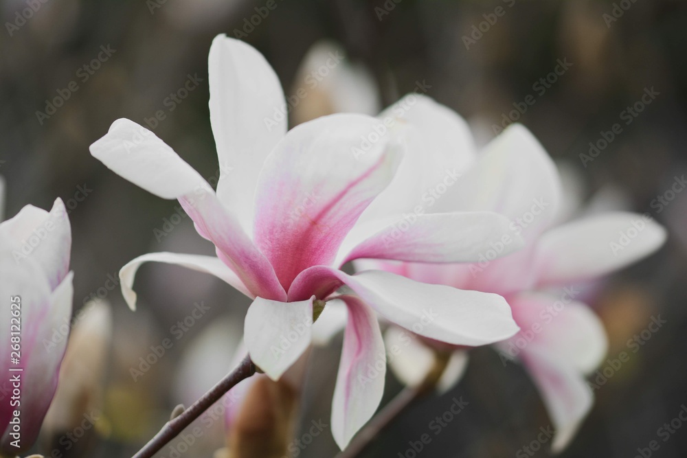 粉色木兰花在春天绽放。柔和的焦点，散焦和模糊的背面。