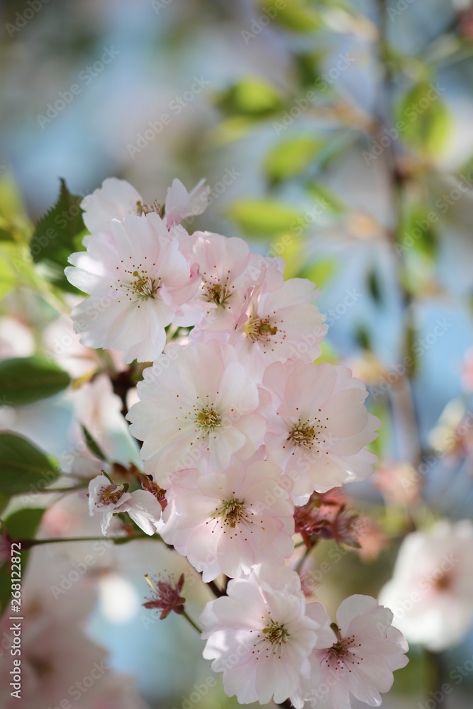 粉红色日本樱桃（樱花）花枝的特写。柔和的焦点和模糊，浅景深。