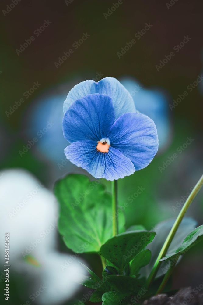 单瓣蓝色堇型花的微距。深色、绿色、柔和的散斑背景，带模糊