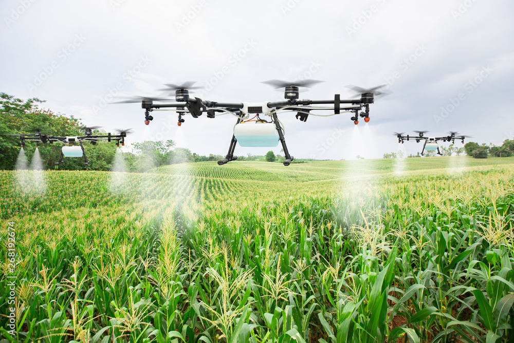 农业无人机飞到甜玉米地施肥
