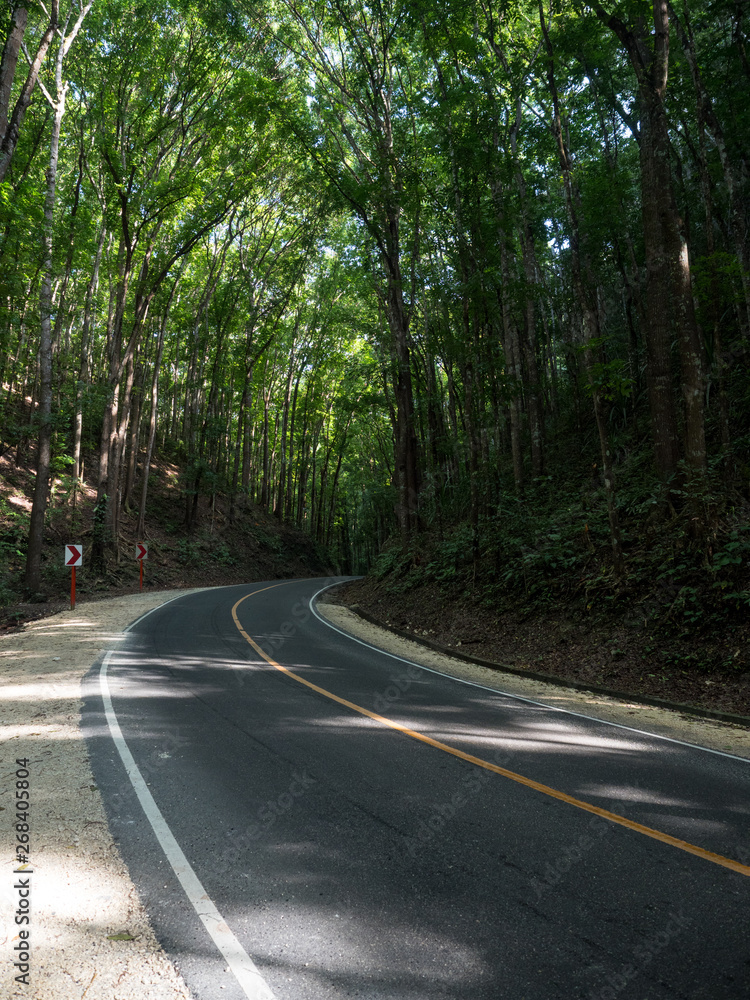 2018年11月，菲律宾博霍尔岛上人造红木林中的惊人道路