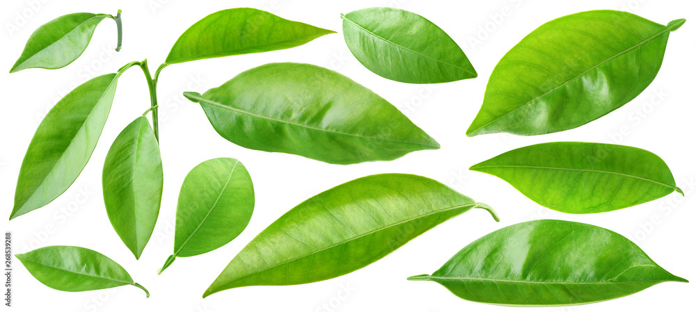 Isolated leaves. Collection of orange tree leaves and branches isolated on white background with cli