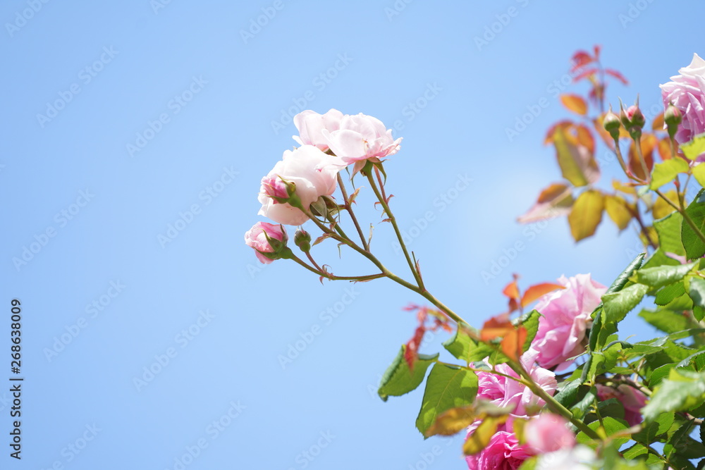 5月の横浜のバラの花
