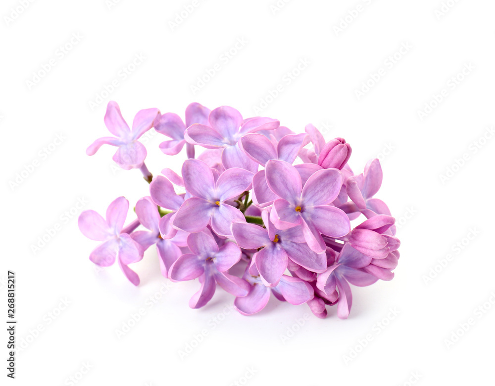 白色背景下美丽的淡紫色花朵