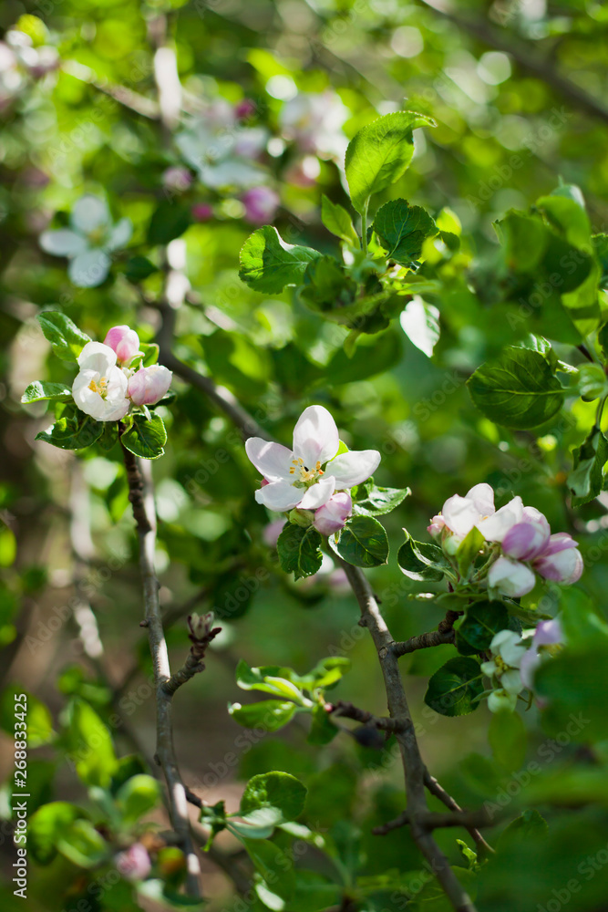 Spring pink and white apple blossom background  -  tree in the orchard.
