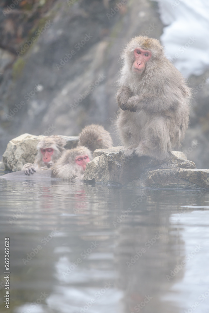 Smiley monkey in onsen, natural hot spring in Nagano, Japan