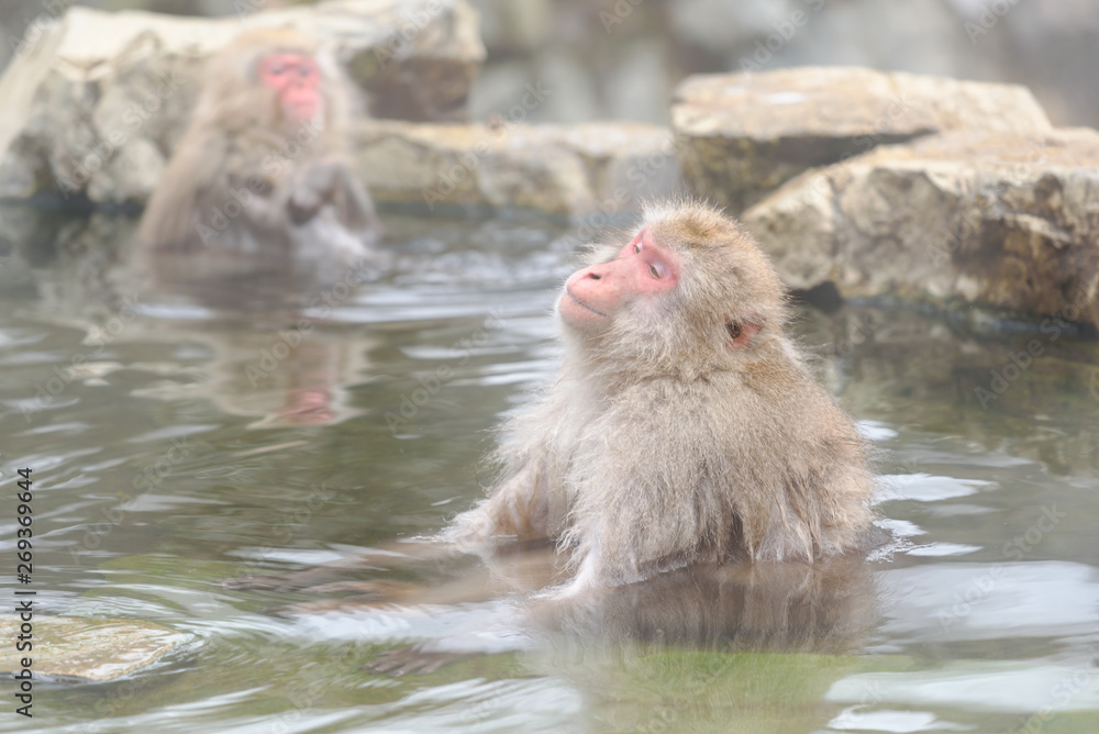 日本长野的天然温泉——温泉里的微笑猴
