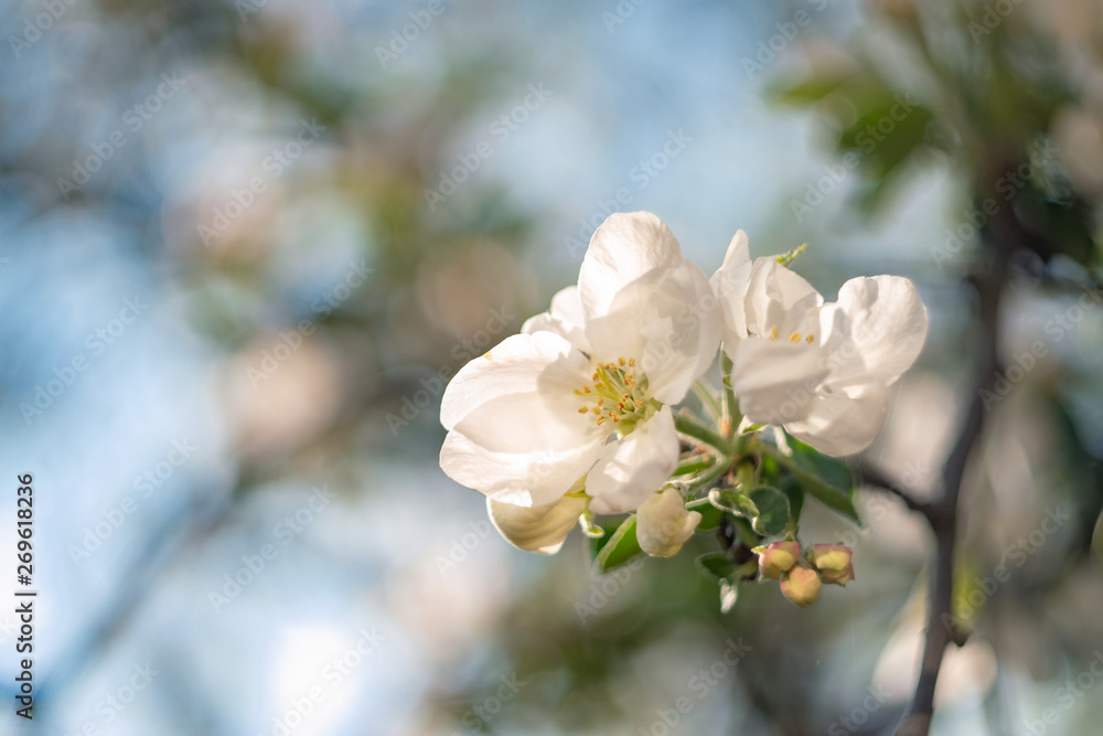 Apple blossom. Flower, buds and young leaves.  Spring mood and aroma. Awakening of a new life