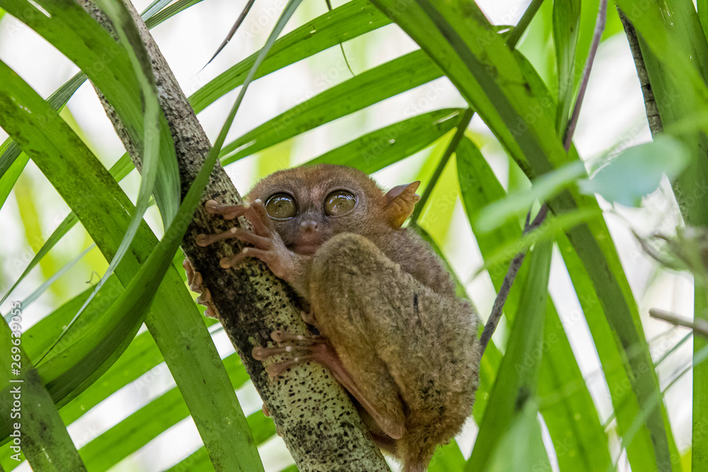 世界上最小的眼镜猴，菲律宾眼镜猴（Carlito syrachta）是眼镜猴的一种