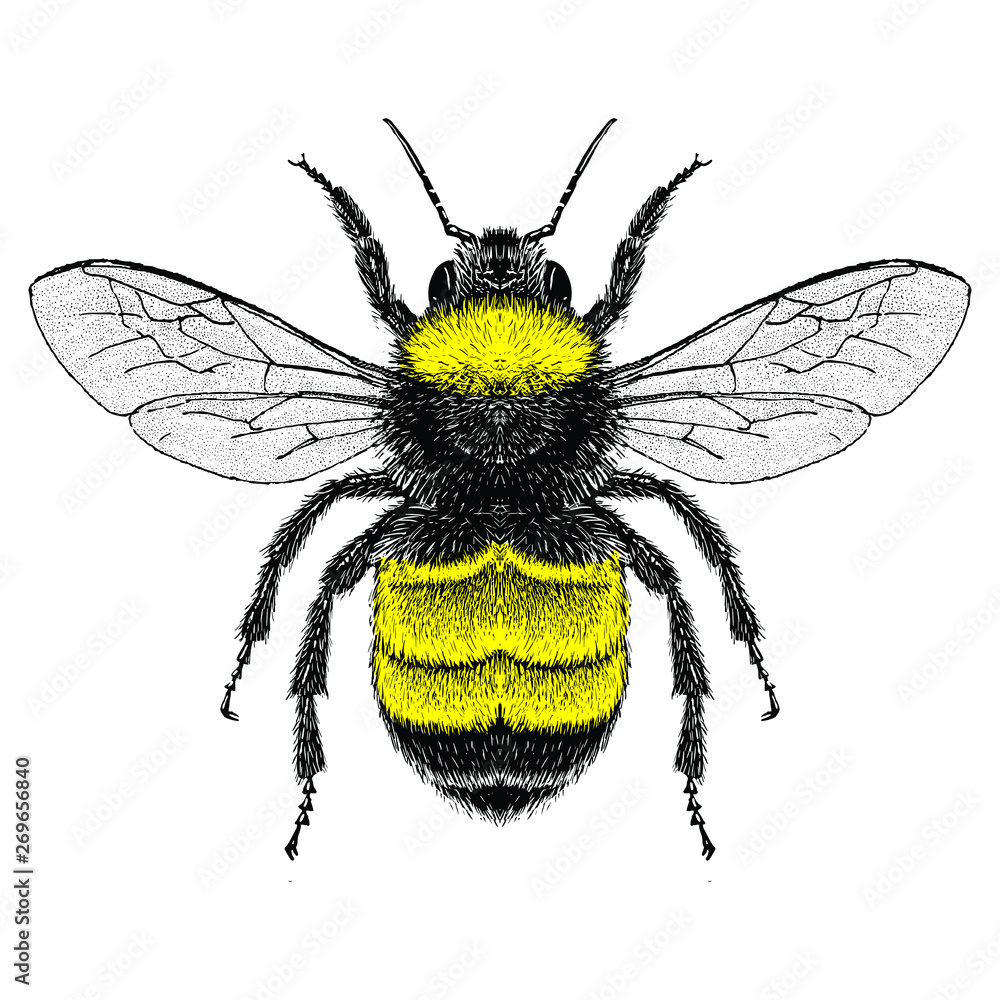美国大黄蜂（Bombus pensylvanicus）插图