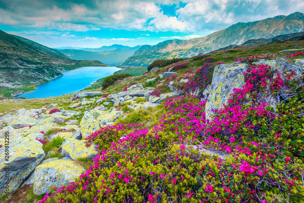 罗马尼亚雷泰扎特山脉的山粉色杜鹃花和布库拉湖