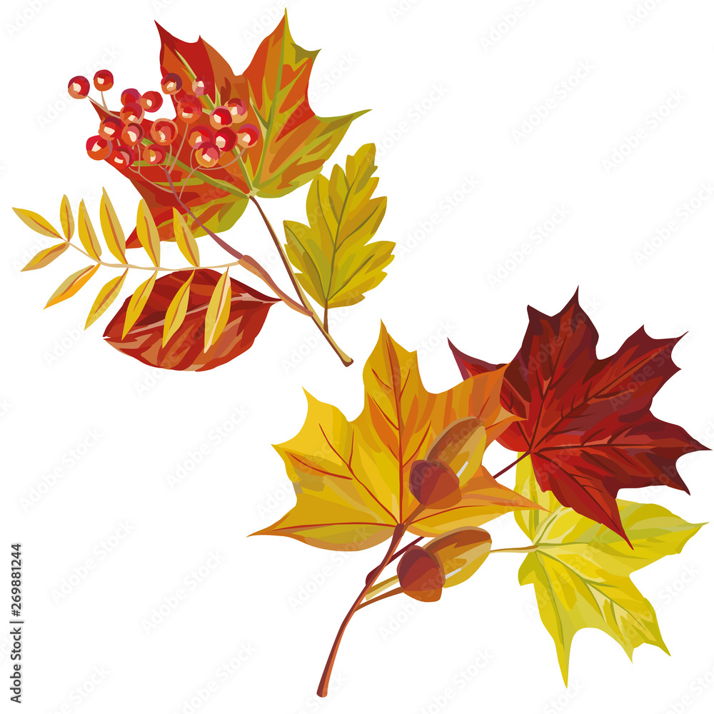 Autumn leaves composition white background