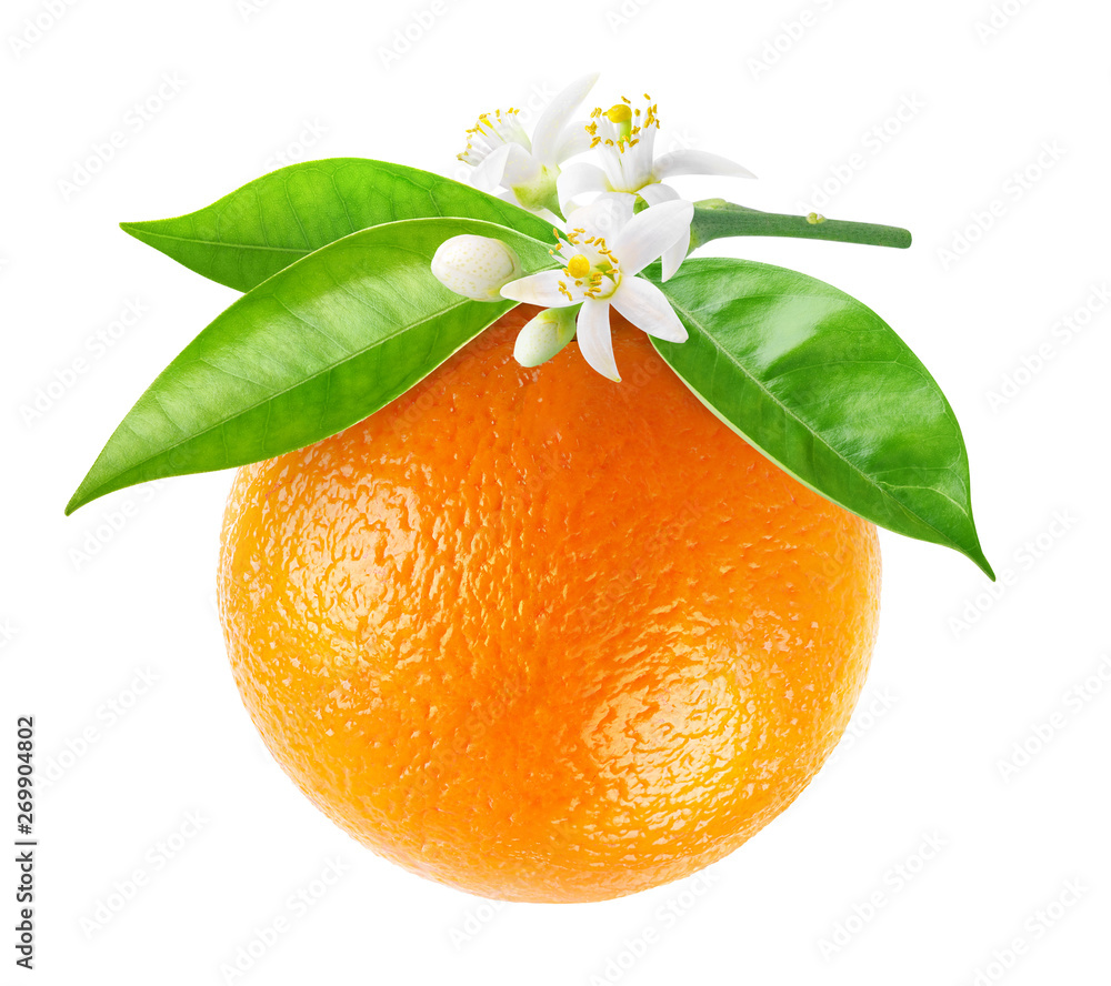 将橙色果实隔离在树枝上。悬挂橙色果实，花朵和叶子隔离在白色ba上