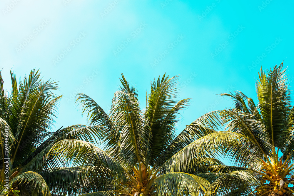 palm tree on blue sky with sunshine background