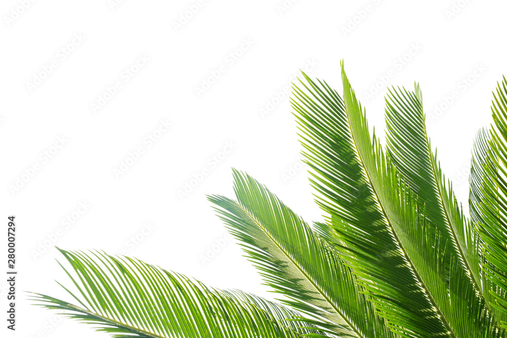 Group of big green leaves of exotic date palm tree, isolated on white background. Tropical plant fol