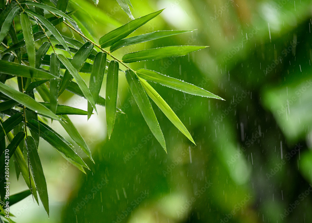 Green bamboo leaves with raining