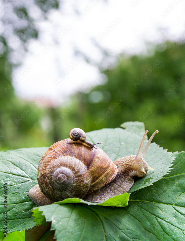a big snail crawls on a green leaf and a small snail crawling on it with a baby with beautiful horns