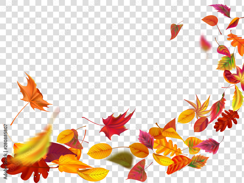 秋天的落叶。落叶，风起秋叶和黄叶。枫树金黄色