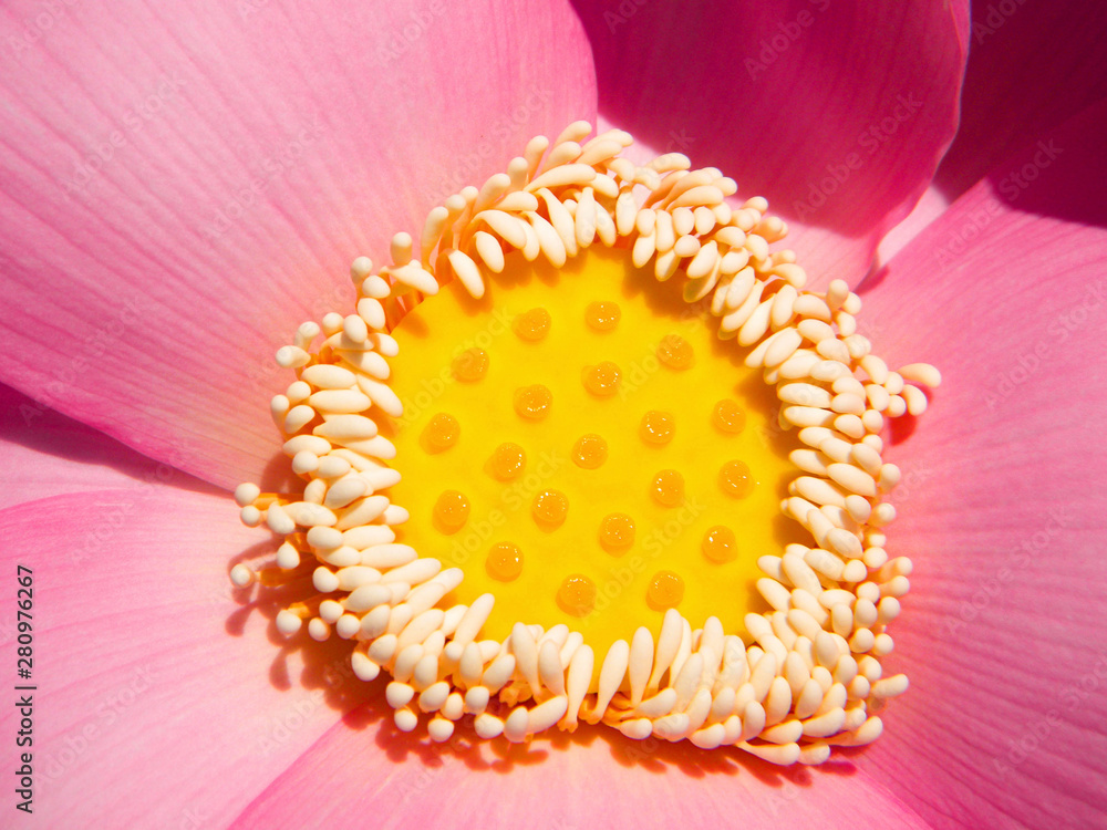 The middle of the pink lotus. Macro shooting