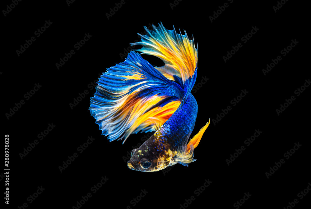 The moving moment beautiful of yellow and blue siamese betta fish or fancy betta splendens fighting 
