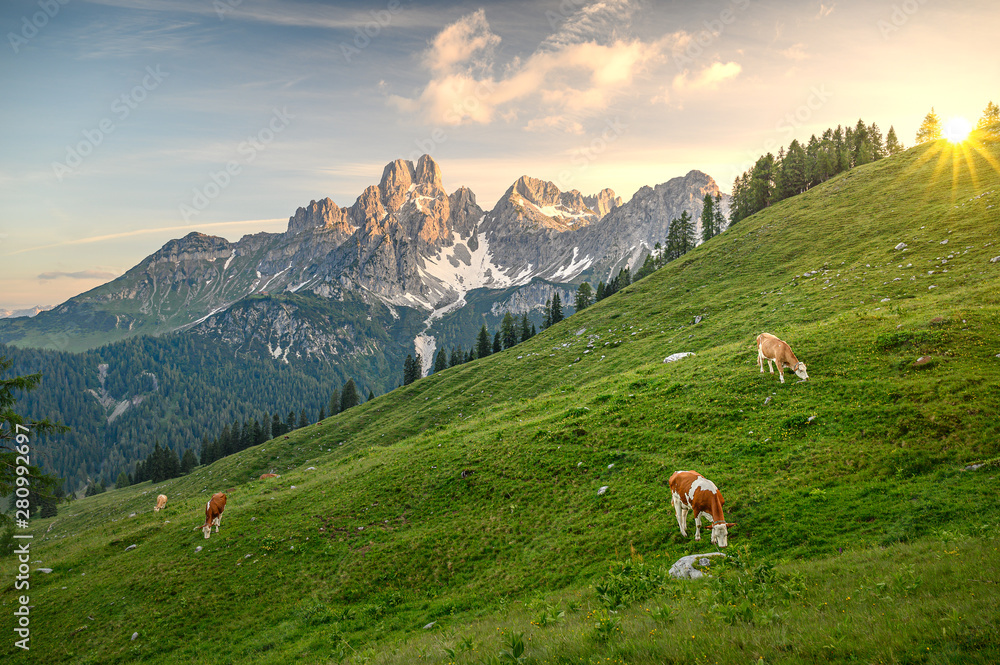 Cows in front of imposing mountain landscape, Salzburg, Austria