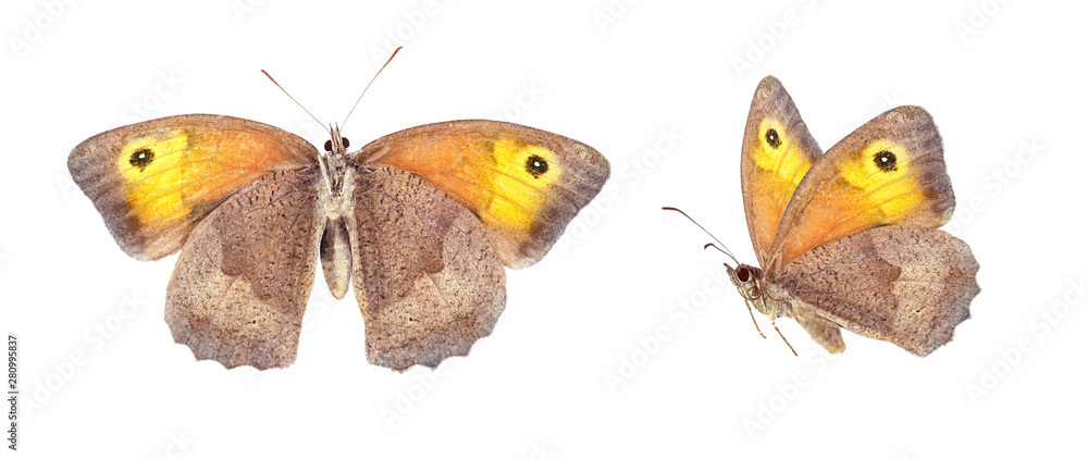 套装-两只美丽的蝴蝶被隔离在白色上。蝴蝶Maniola jurtina展开翅膀和i