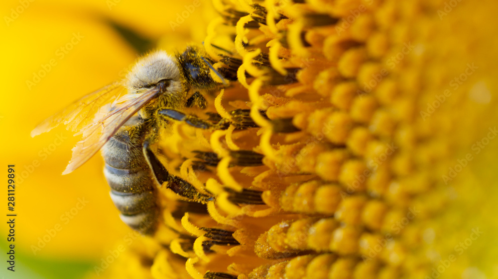 黄色花粉中的蜜蜂，收集向日葵花蜜
